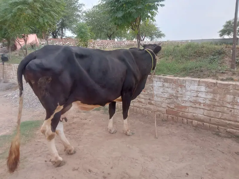 Premium Female Friesian Cow for Sale - High Milk Yield — photo 2