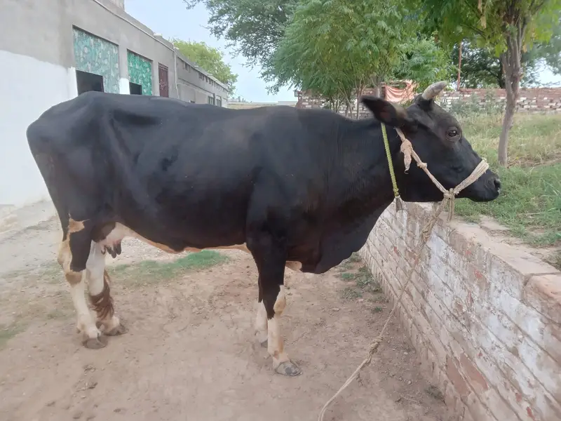 Premium Female Friesian Cow for Sale - High Milk Yield — photo 3