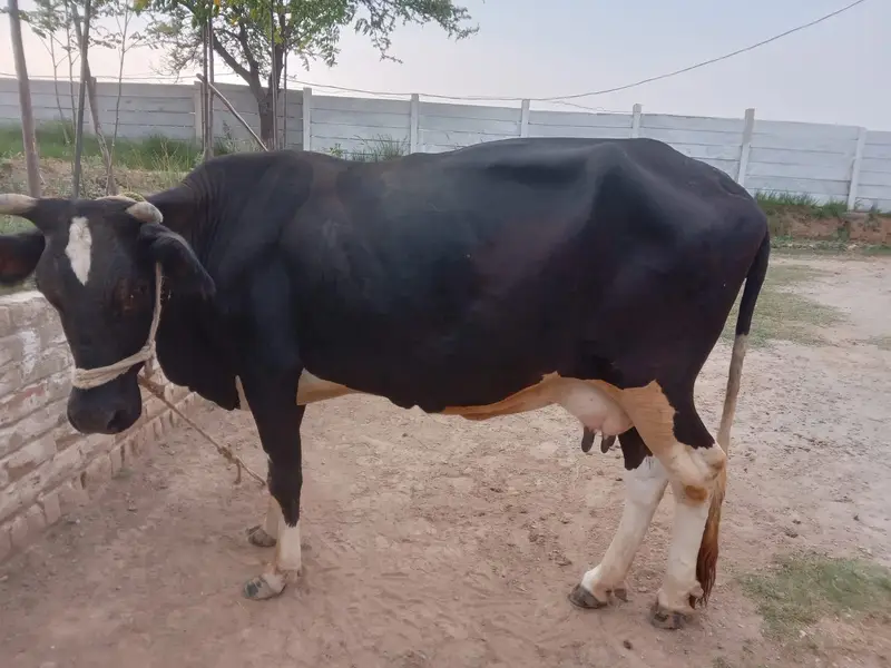 Premium Female Friesian Cow for Sale - High Milk Yield — photo 4