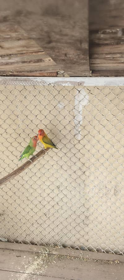 love birds and dove for sale