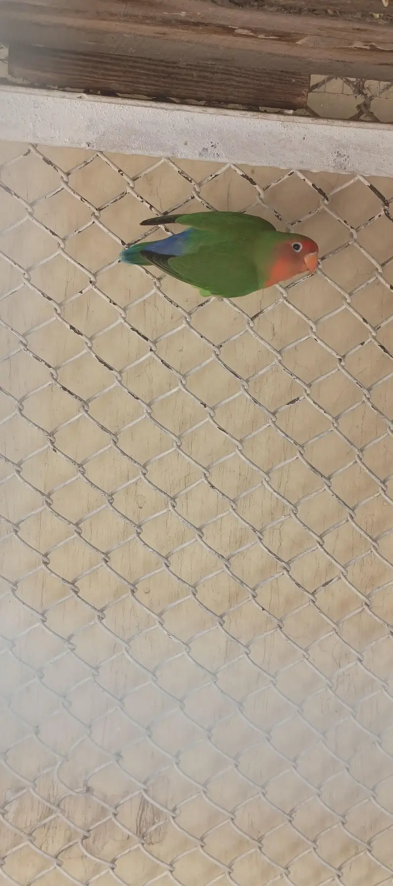 love birds and dove for sale — photo 4