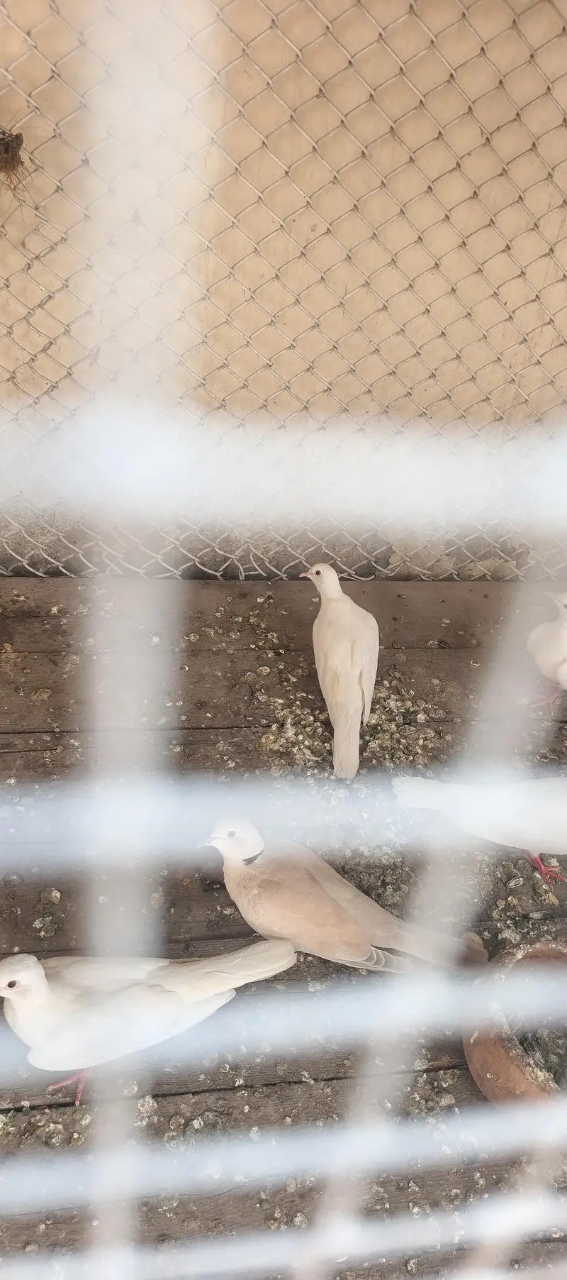 love birds and dove for sale — photo 5