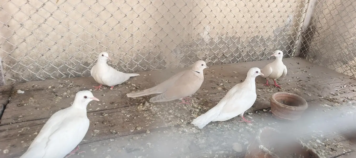 love birds and dove for sale — photo 6