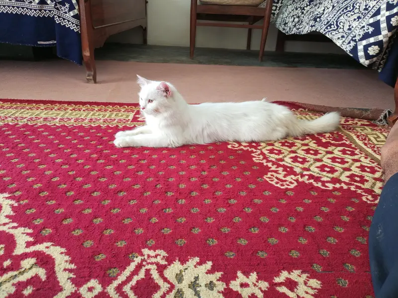 white pershian cat trained, friendly and active — photo 2