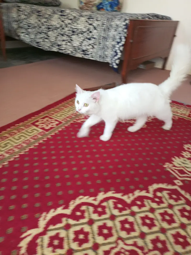 white pershian cat trained, friendly and active — photo 3