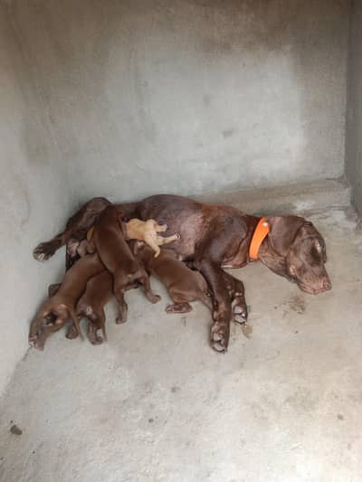 pointer puppy for sale
