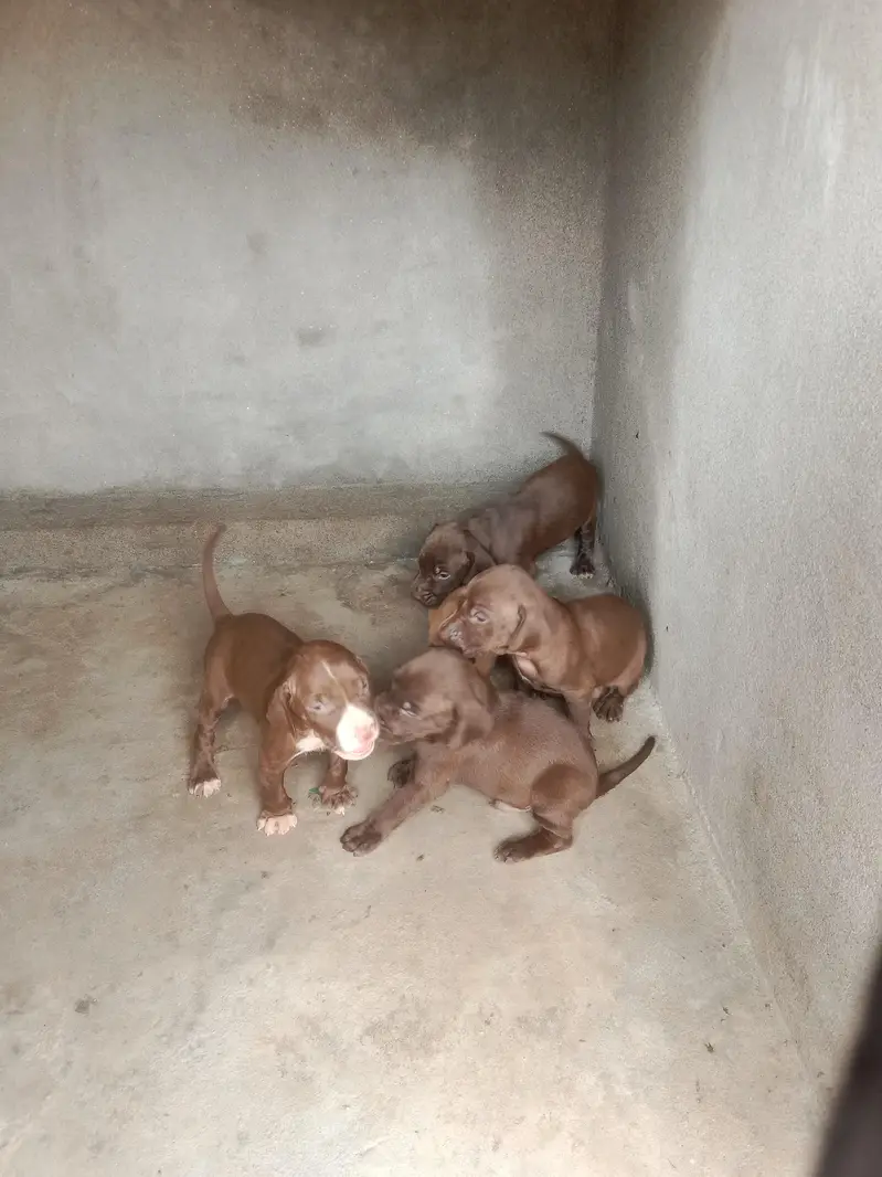 pointer puppy for sale — photo 2