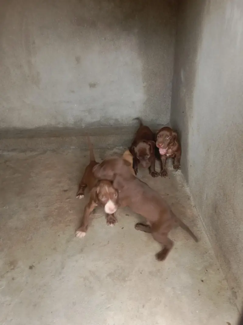 pointer puppy for sale — photo 3