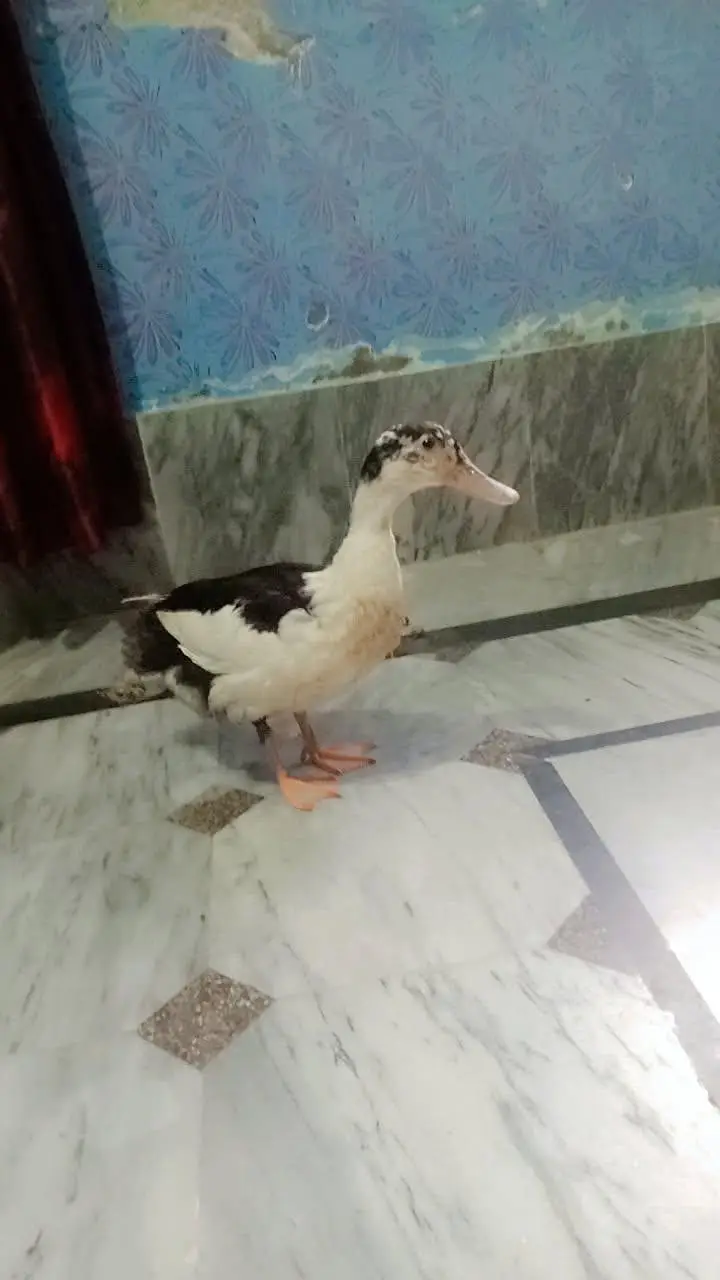 young and dashing female duck