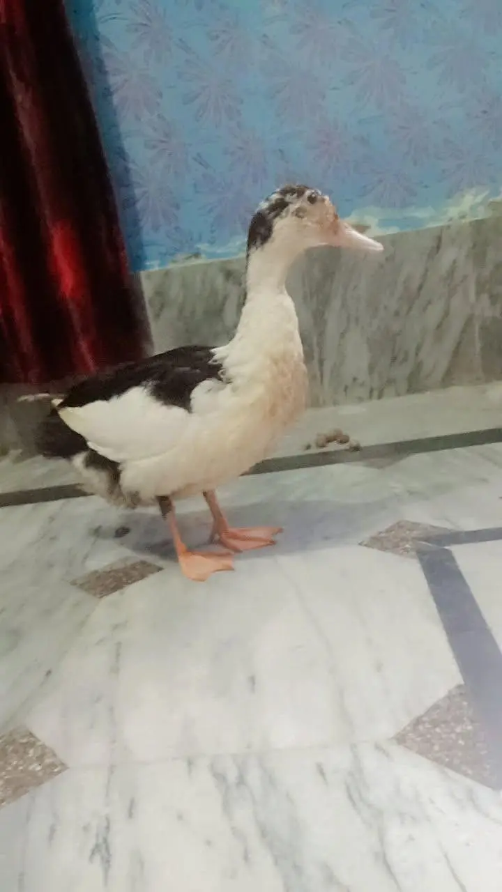 young and dashing female duck — photo 2