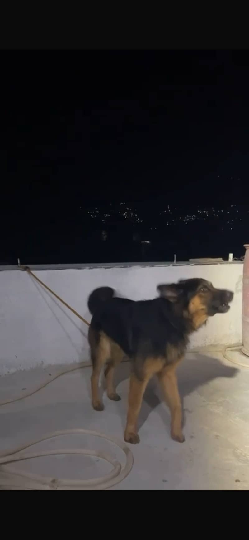GERMAN SHEPHERD 0