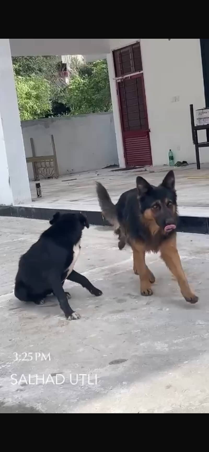 GERMAN SHEPHERD 1