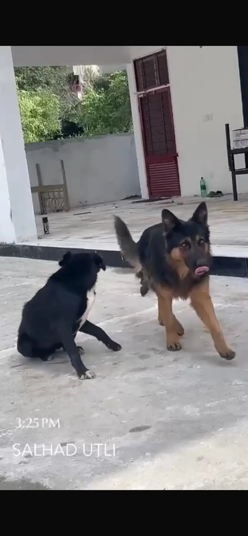 GERMAN SHEPHERD — photo 2
