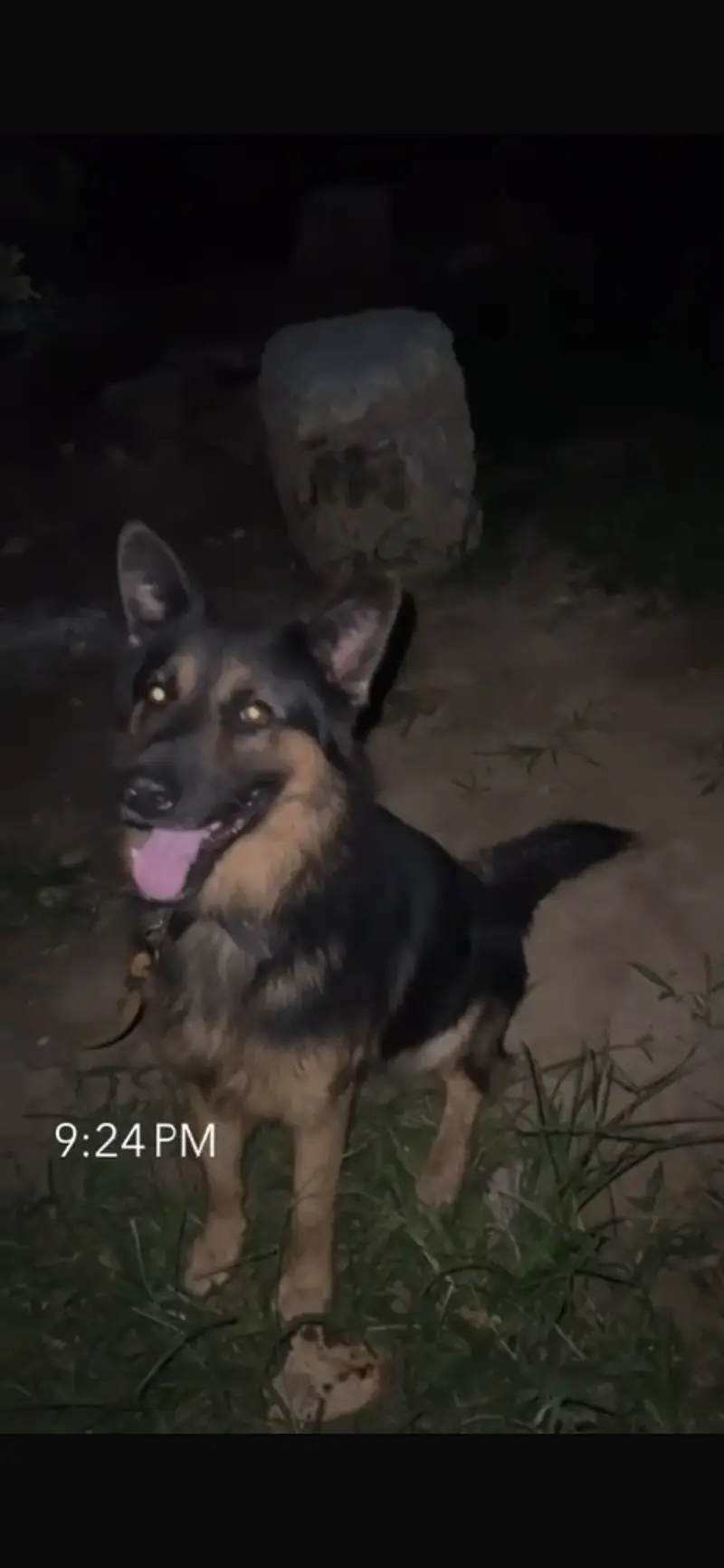 GERMAN SHEPHERD — photo 3