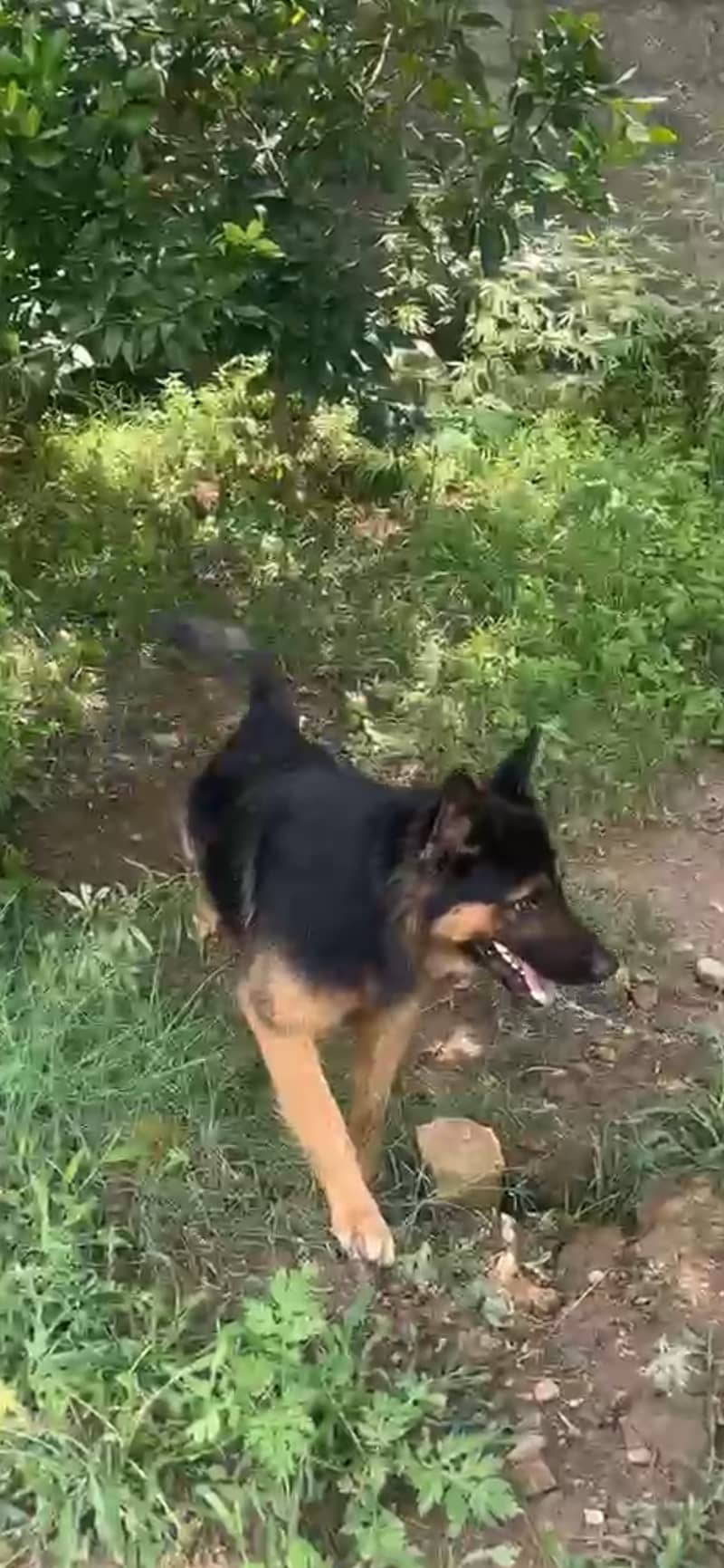 GERMAN SHEPHERD 3