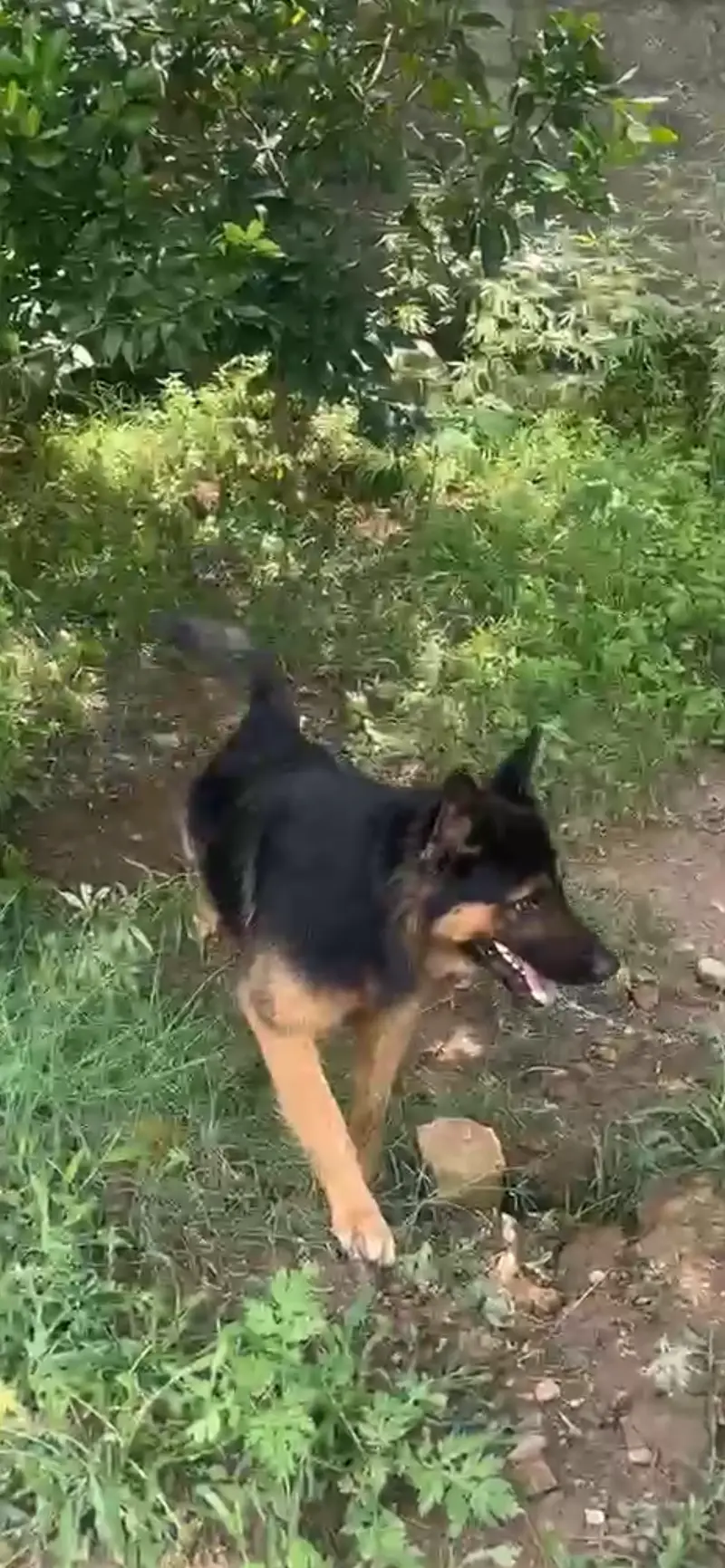 GERMAN SHEPHERD — photo 4