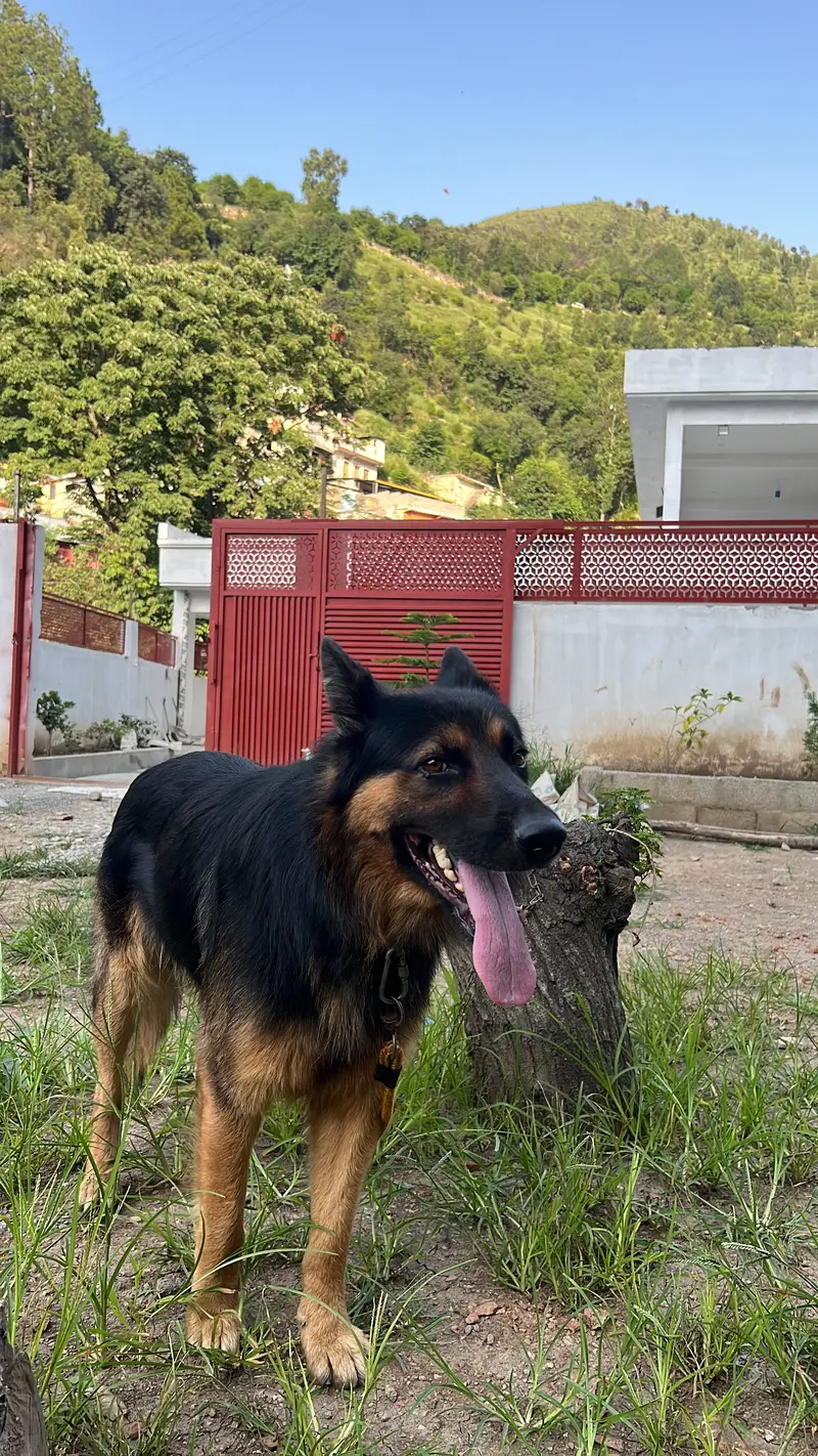 GERMAN SHEPHERD — photo 5
