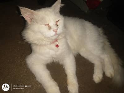 pure persian doll face male