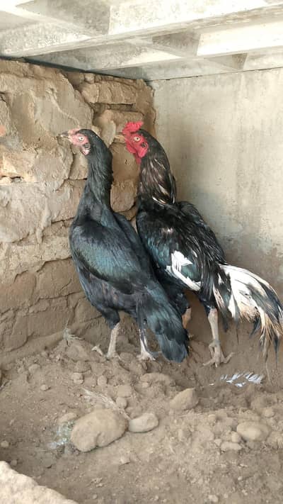 Mushka lasani pair