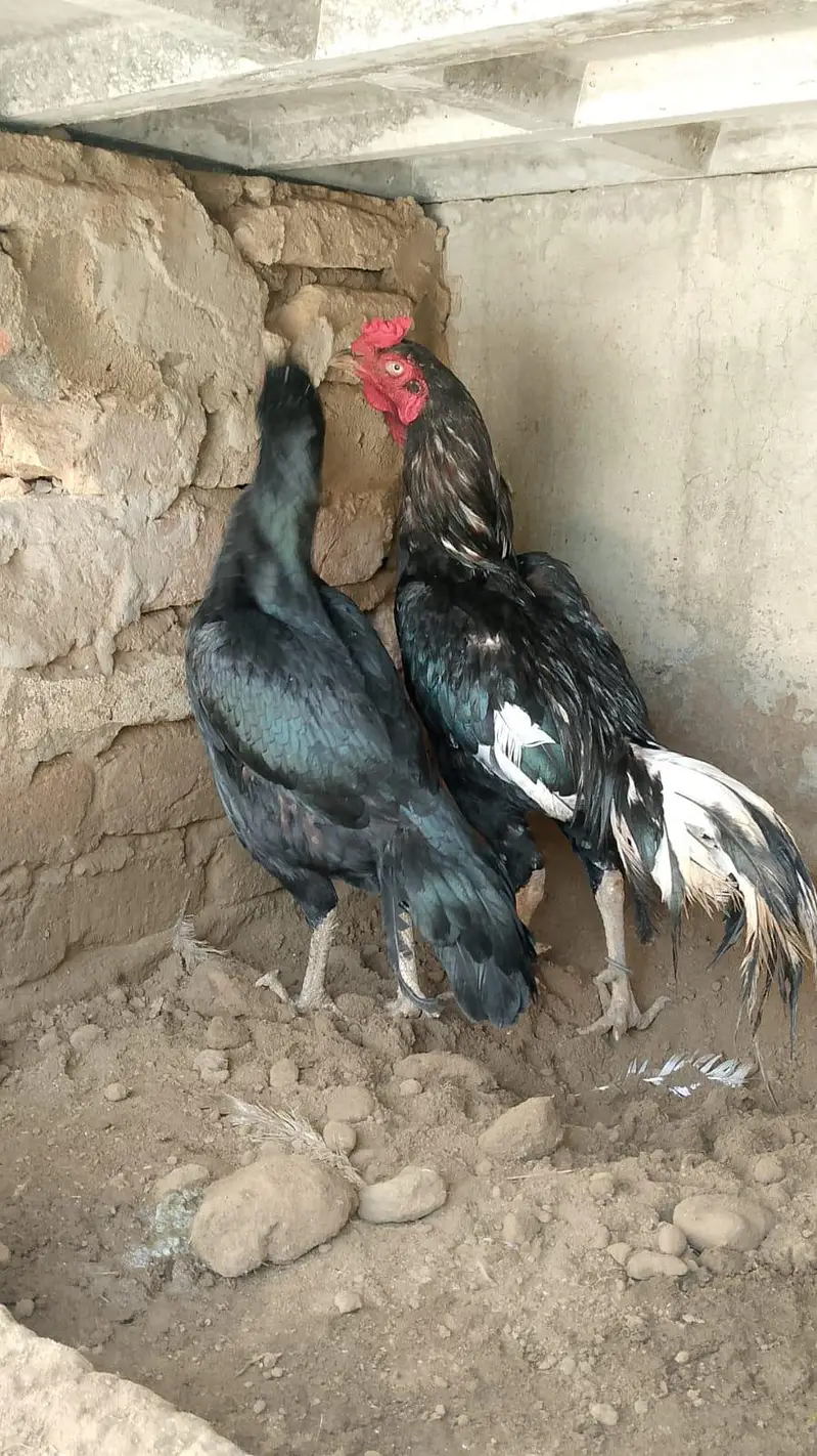 Mushka lasani pair — photo 2