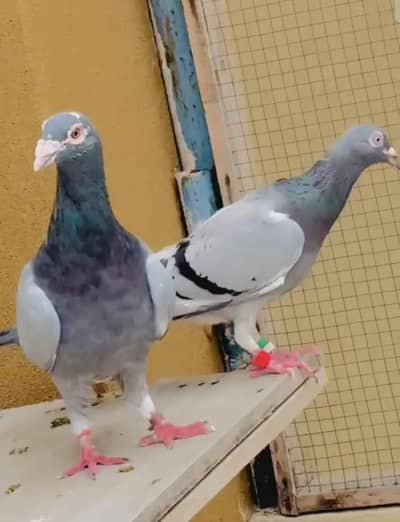 Blue Bar pair