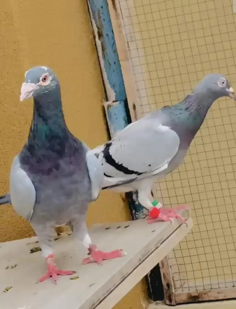 Blue Bar pair