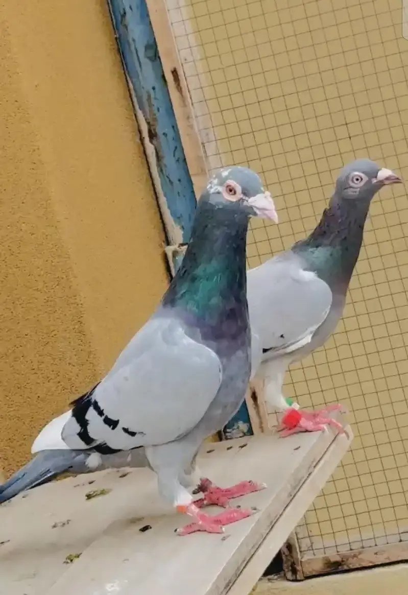 Blue Bar pair — photo 3