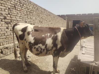 Red frezen cow