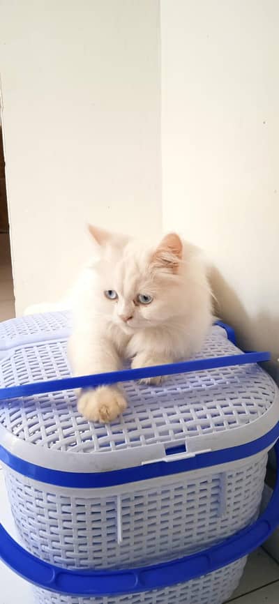 Persian cat for sale
