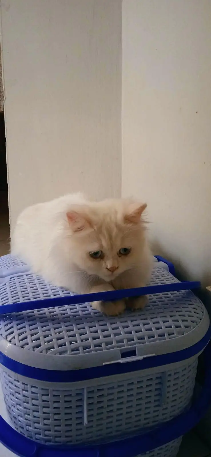 Persian cat for sale — photo 2