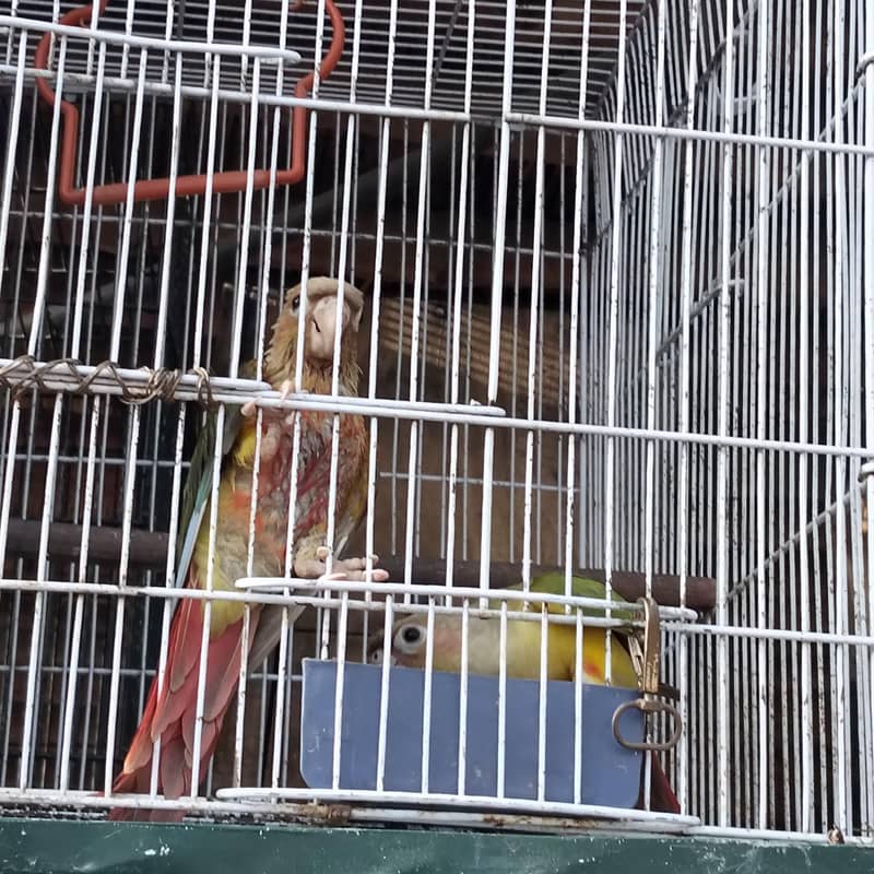 red factor conure pair 0