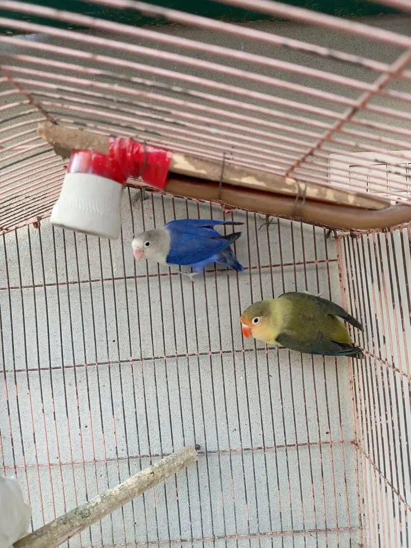 Healthy & Active Love Bird Breeder Pair Blue Opaline & Green Fischer