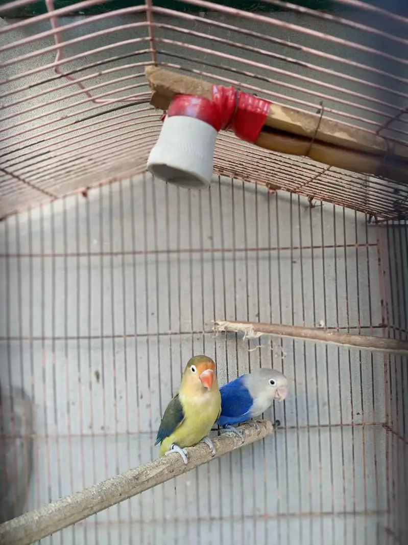 Healthy & Active Love Bird Breeder Pair Blue Opaline & Green Fischer — photo 2