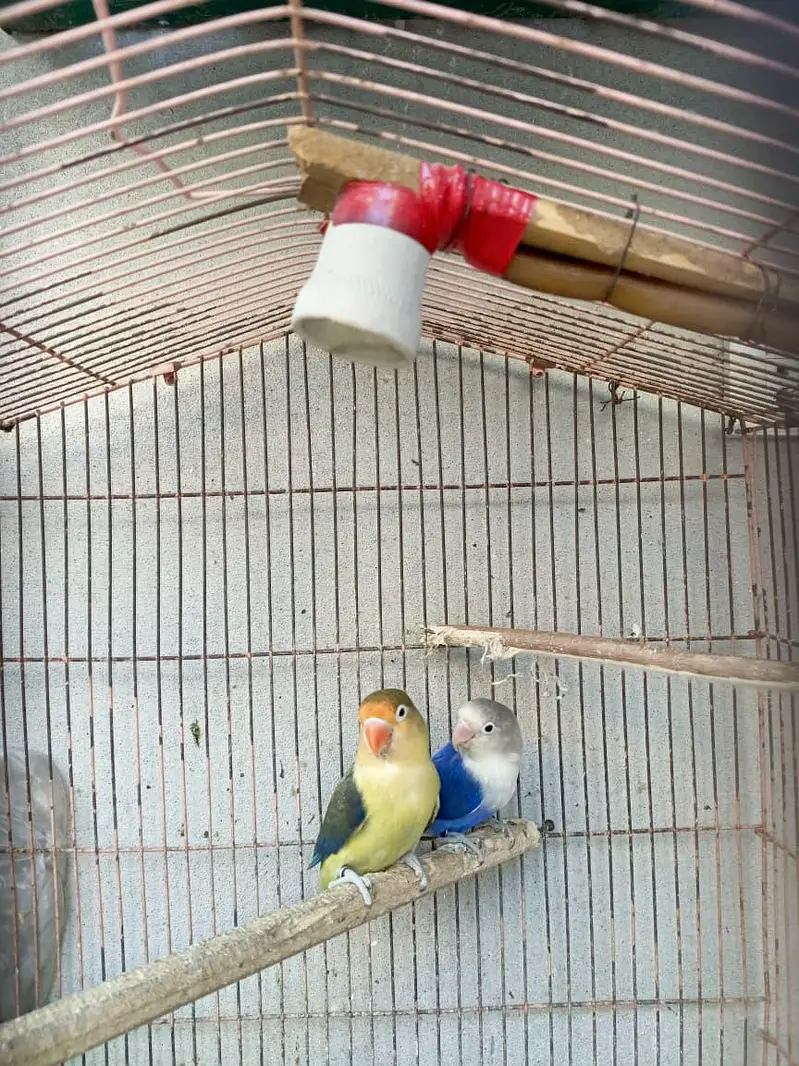 Healthy & Active Love Bird Breeder Pair Blue Opaline & Green Fischer — photo 3