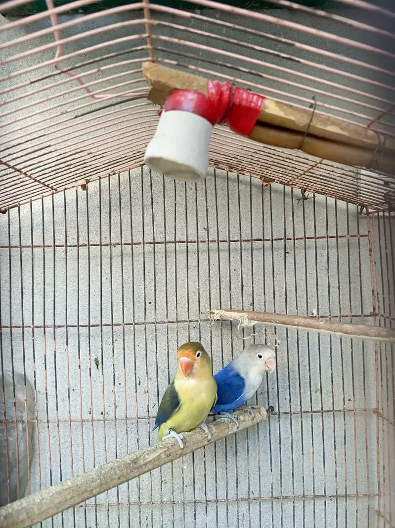 Healthy & Active Love Bird Breeder Pair Blue Opaline & Green Fischer — photo 4