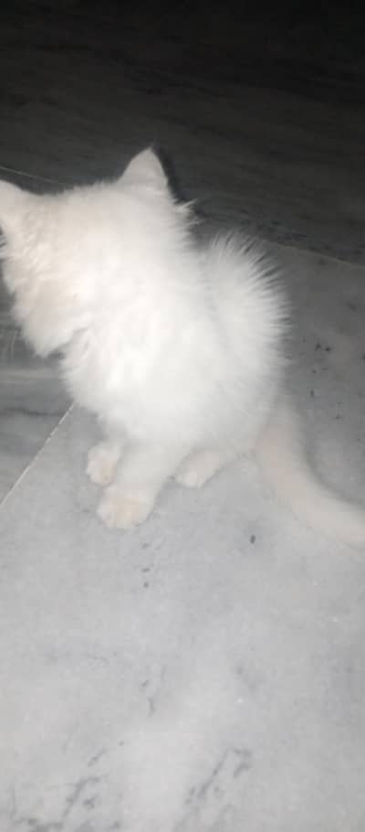 Persian Cat