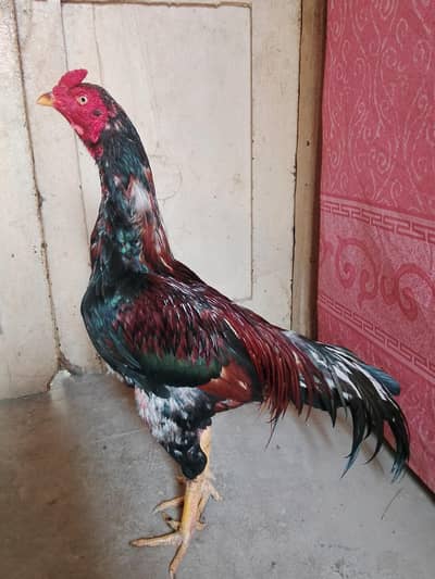Aseel Jageeri A One