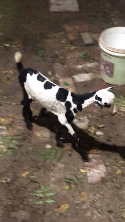*Pure Teddy Ablak Female Goat | Ablak Teddi _black and white goat*