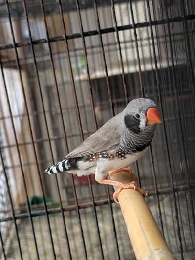 finch breader pear 4 eggs