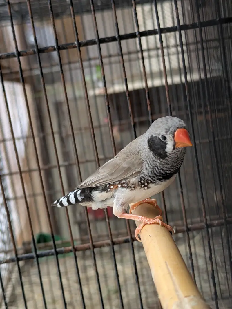 finch breader pear 4 eggs