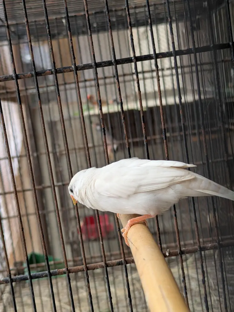 finch breader pear 4 eggs — photo 2