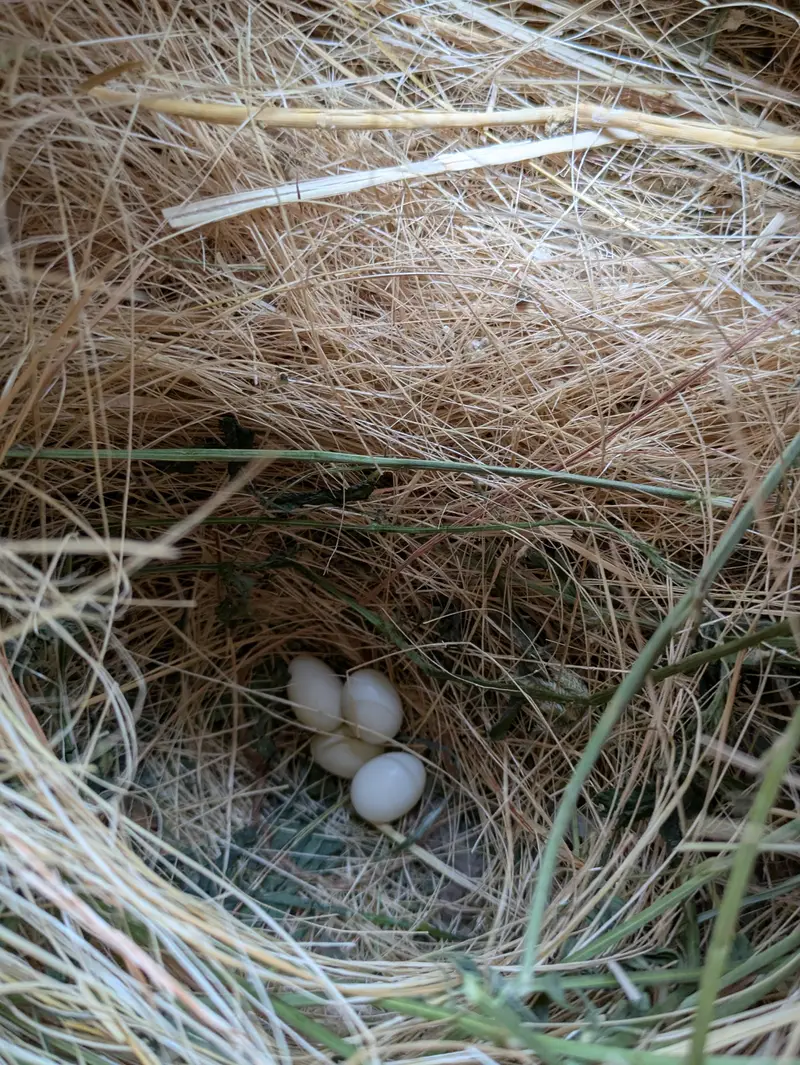 finch breader pear 4 eggs — photo 3