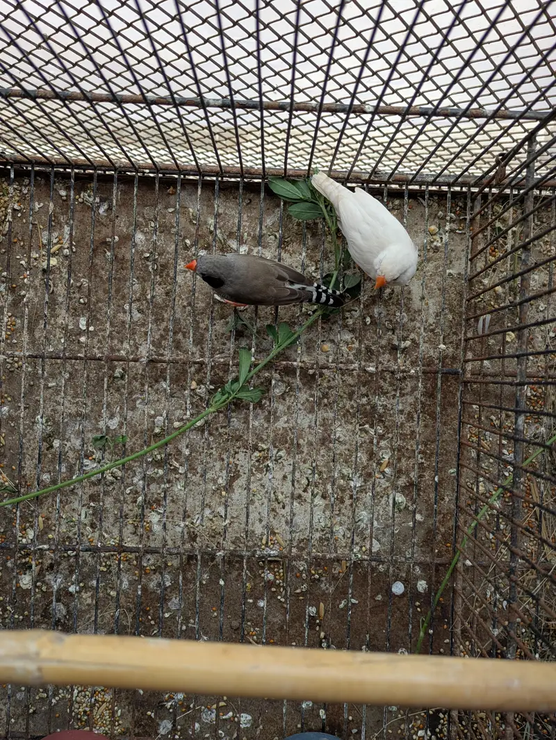 finch breader pear 4 eggs — photo 4