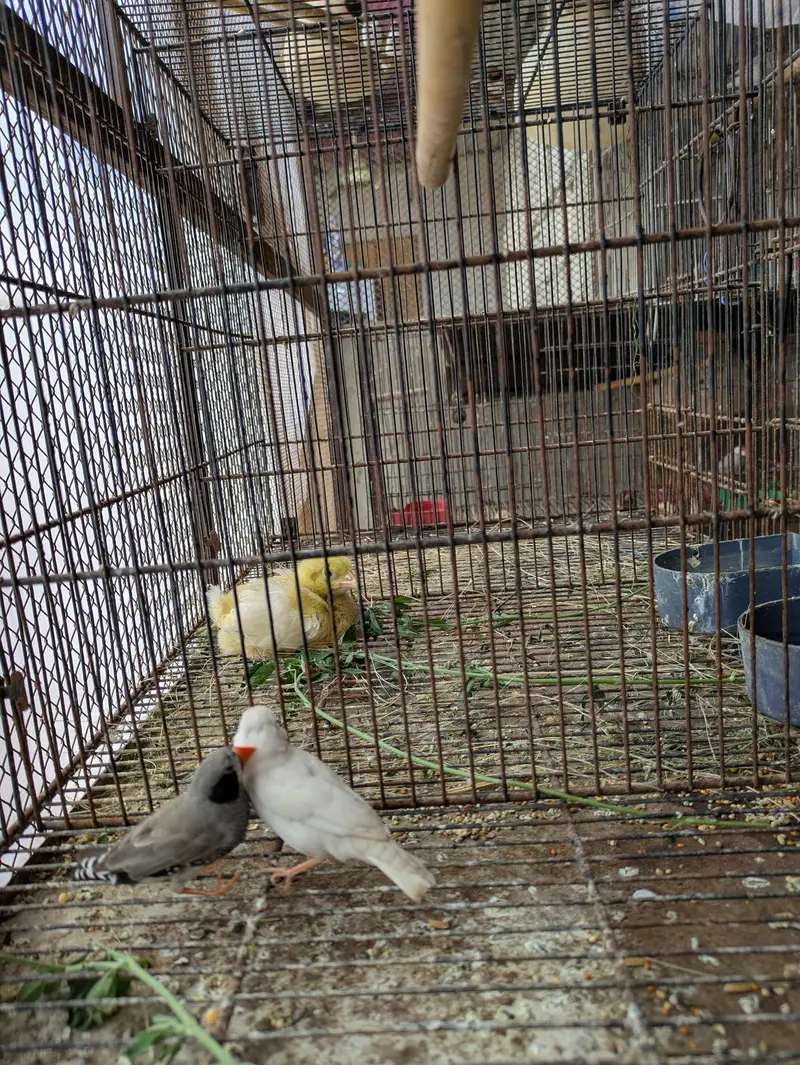 finch breader pear 4 eggs — photo 5