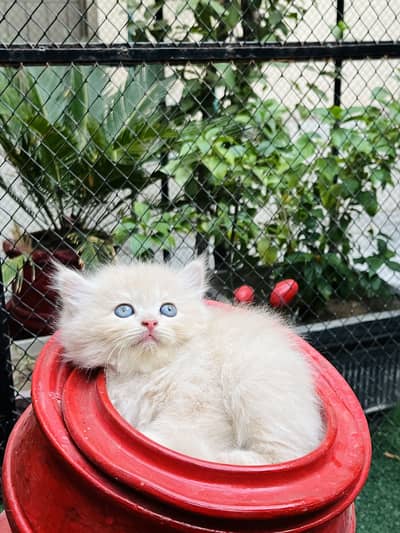 Cats for sale