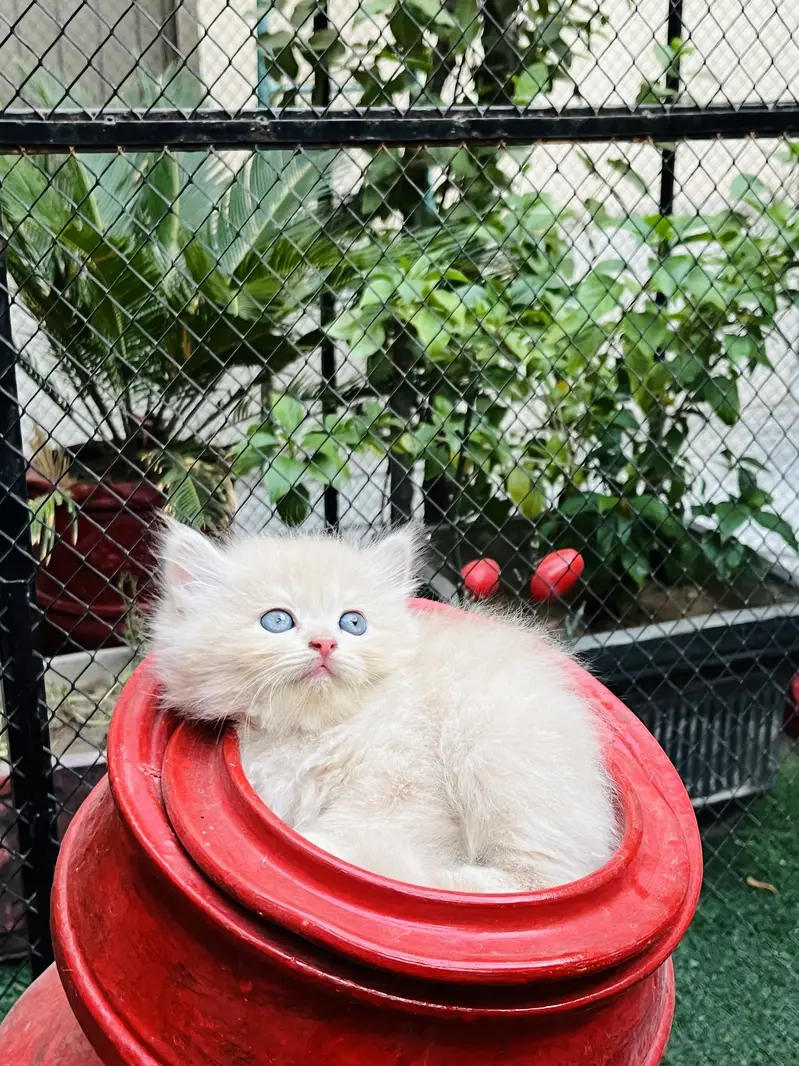 Cats for sale — photo 2