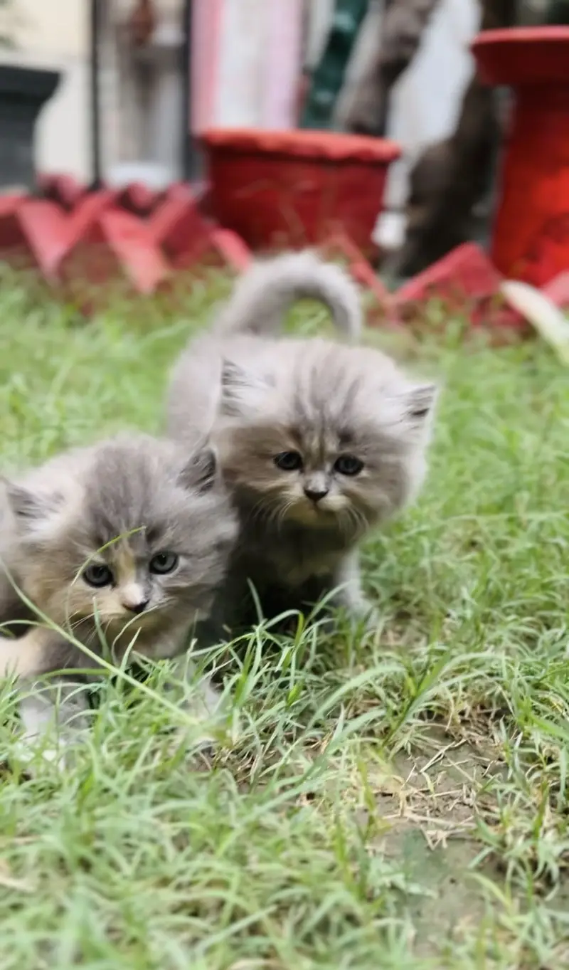 Cats for sale — photo 3