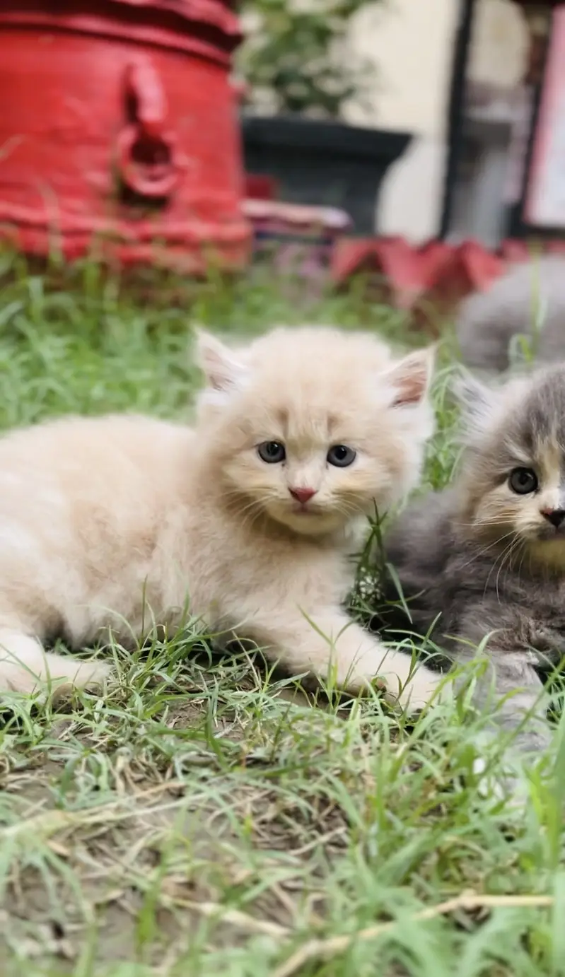 Cats for sale — photo 4