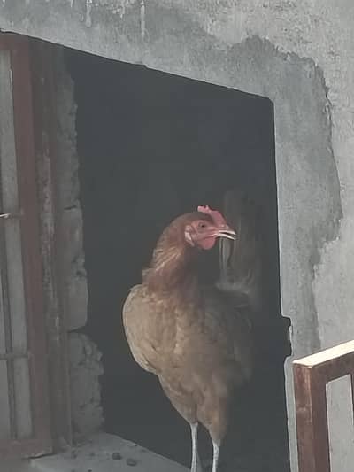 Desi Ando wali murghiya