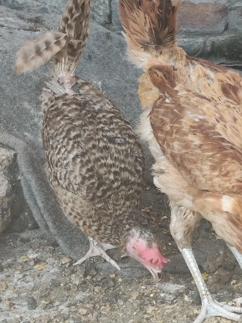 Desi Ando wali murghiya — photo 2